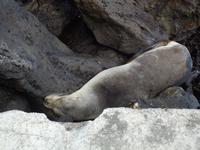 Insel Floreana: Seelöwe