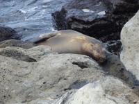 Insel Floreana: Seelöwe