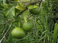 Insel Floreana: Apfelsinenbaum