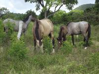 Insel Floreana: Pferde auf der Farm