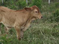 Insel Floreana: Rind auf der Farm