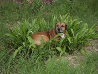 Insel Floreana: Hund