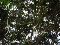 Insel Floreana: Guama