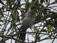 Wanderung zum Vulkan Sierra Negra: Kuckuck