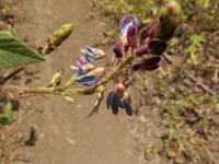 Wanderung zum Vulkan Sierra Negra