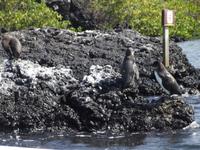 Galapagos-Pinguine