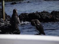 Galapagos-Pinguine