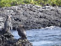 Galapagos-Pinguine