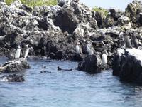 Galapagos-Pinguine