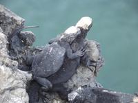 Insel Tinoteras: Iguanas