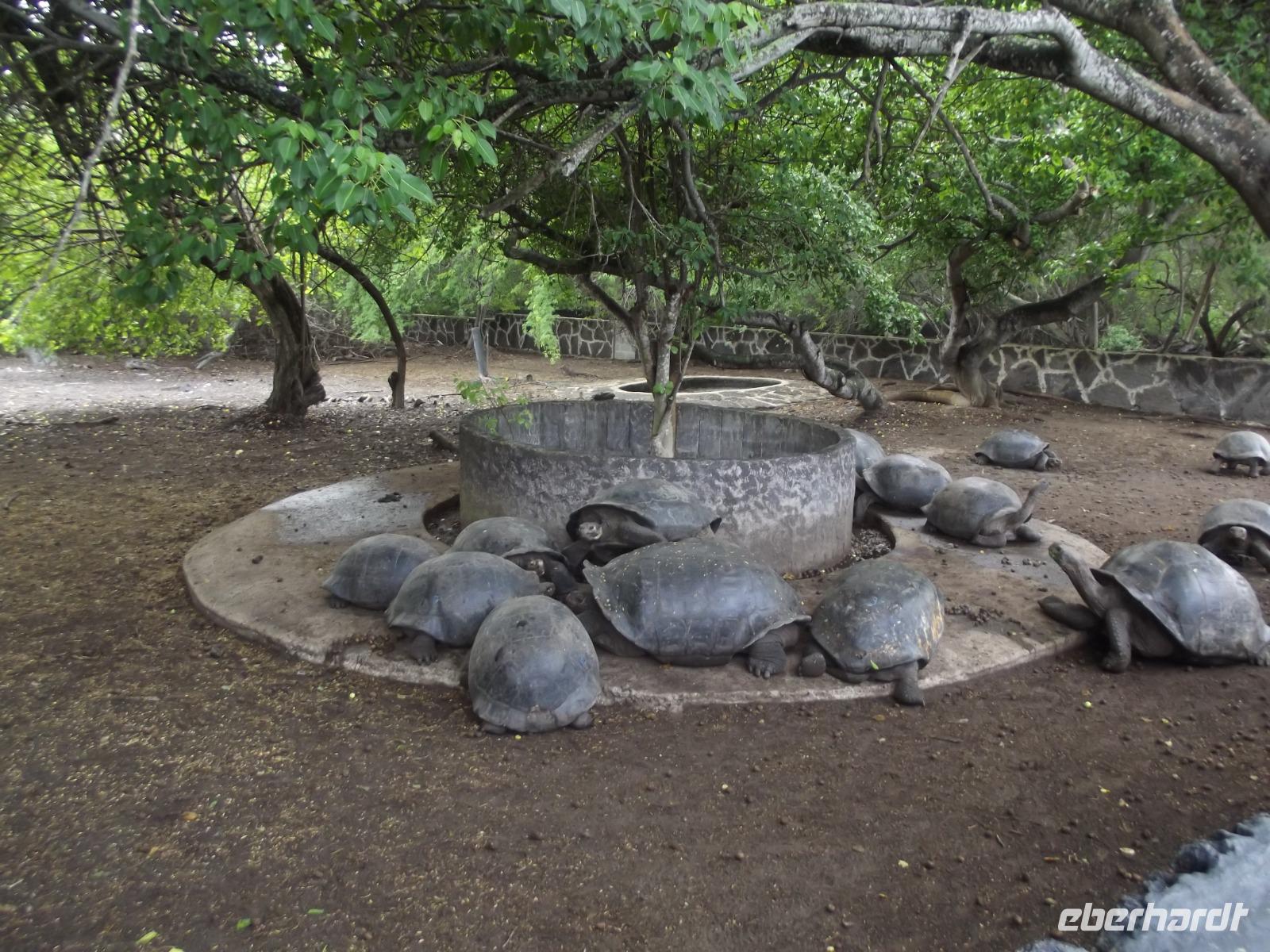 Santa Cruz: Schildkröten