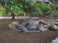 Santa Cruz: Schildkröten