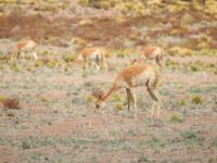 Vicunas