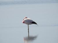 Schlafender Flamingo 