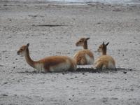 Vicunas