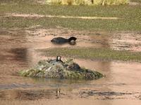 Tiere im Altiplano Chile 