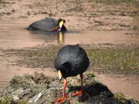 Tiere im Altiplano Chile 