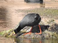 Tiere im Altiplano Chile 