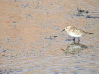 Tiere im Altiplano Chile 