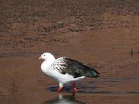 Tiere im Altiplano Chile 