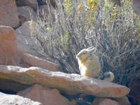 Tiere im Altiplano Chile 