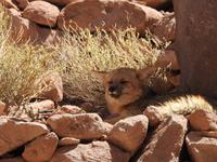 Fuchs bei Termas de Puritama