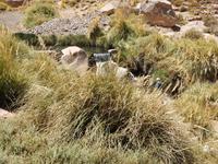 Flussbecken in Termas de Puritama