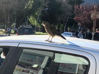 San Martin de Los Andes