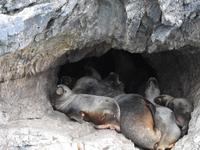 Seelöwen in Höhle - Ultima Esperanza Fjord Chile
