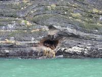 Seelöwen in Höhle - Ultima Esperanza Fjord Chile