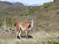 Nationalpark Torres del Paine Chile