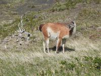 Nationalpark Torres del Paine Chile