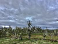 Geisterwald Puerto Natales Chile
