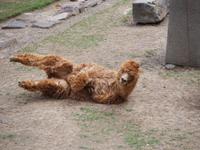 Alpaka in Ollantaytambo