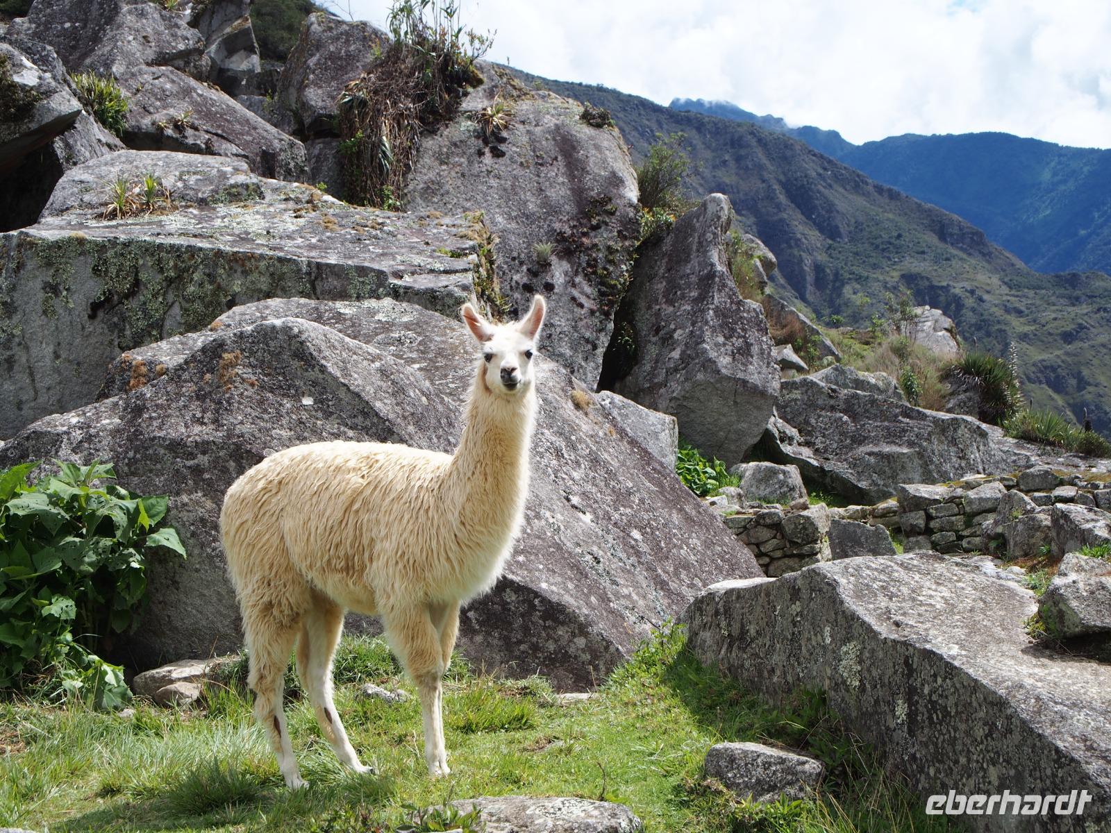 Lama in Machu Picchu