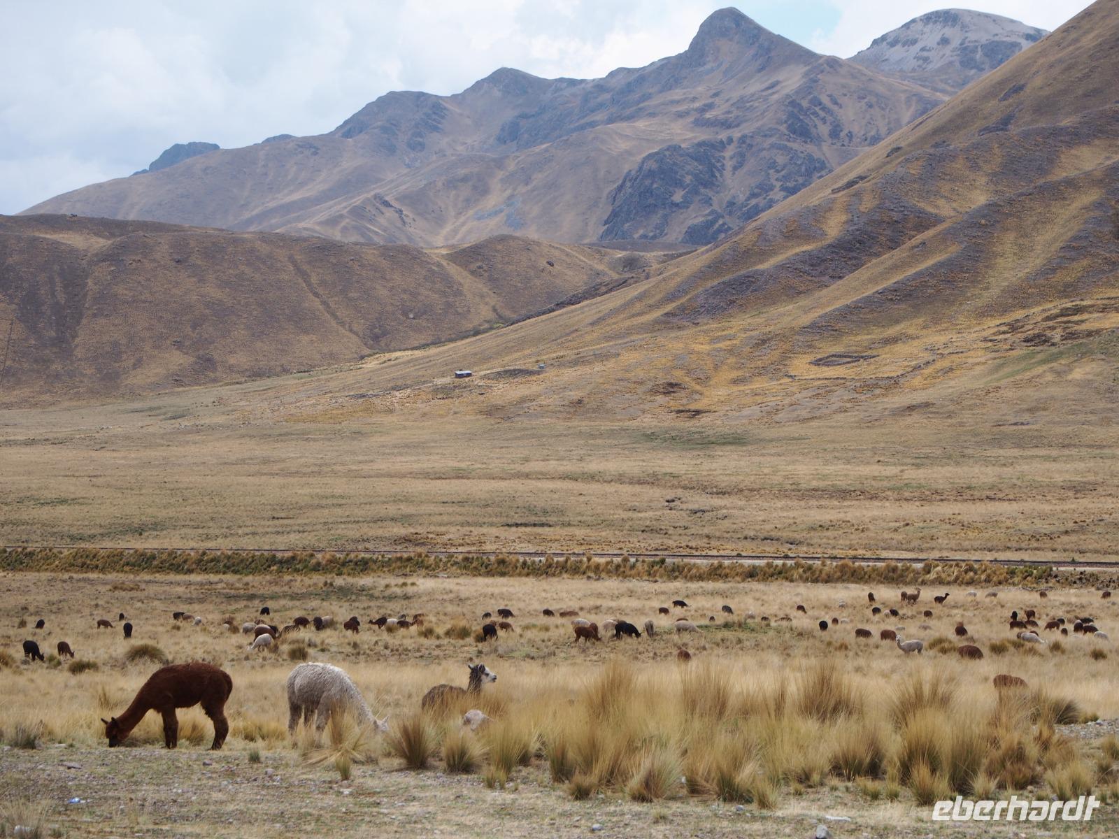 Altiplano auf der Fahrt nach Puno