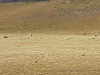 Nationalpark Torres del Paine