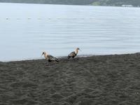 Goldhalsibis Frutillar