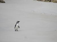 Stanley Falklandinseln