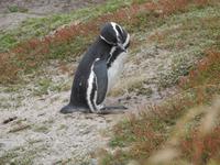 Stanley Falklandinseln