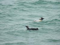 Stanley Falklandinseln