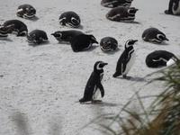 Stanley Falklandinseln