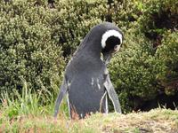 Stanley Falklandinseln