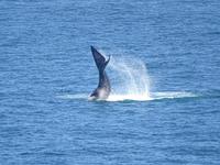 Waltag - Foto von Jörg