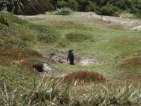 Falklandinseln - Gypsy Cove