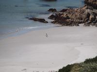 Falklandinseln - Gypsy Cove