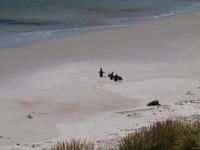 Falklandinseln - Gypsy Cove