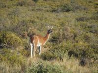 Puerto Madryn - Halbinsel Valdes, Guanaco