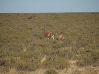 Puerto Madryn - Halbinsel Valdes, Guanaco