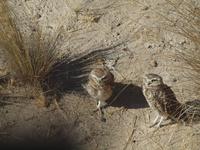 Puerto Madryn - Halbinsel Valdes, 